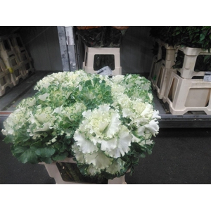 Brass Crane Ru White