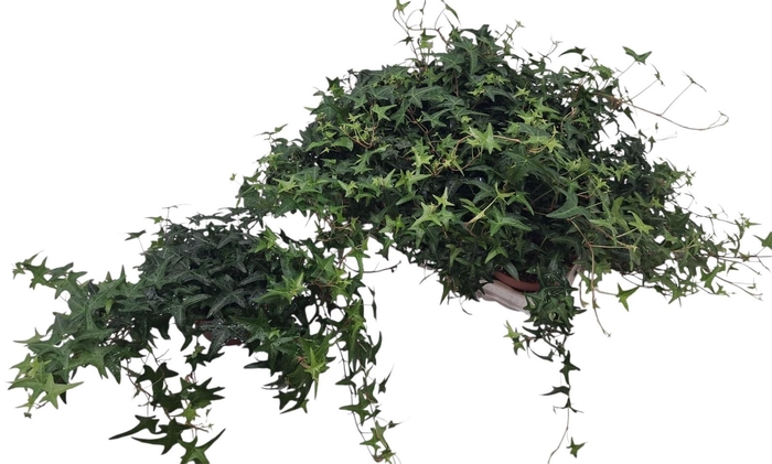 <h4>HED HE TRES COUPE</h4>