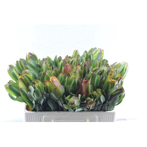 Leucad Laurel Yellow Extra