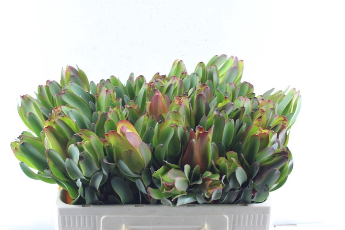 <h4>Leucad Laurel Yellow Extra</h4>