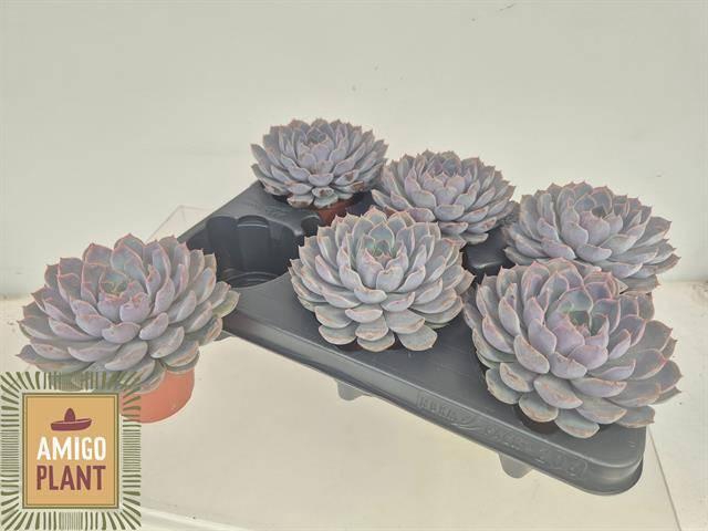 <h4>ECHEV SUMMER</h4>