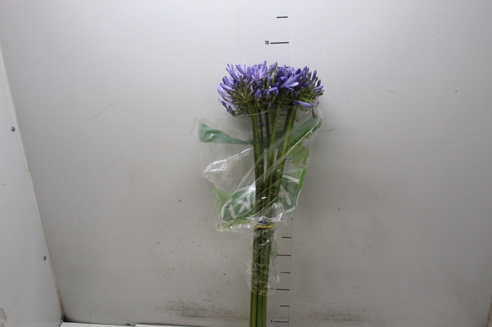 <h4>AGAPANTHUS AZUL</h4>