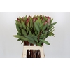 Protea Robijn