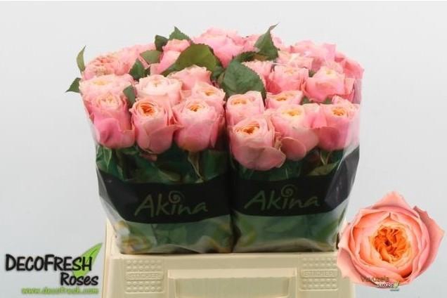 <h4>Rosa GR 'Vuvuzela'</h4>