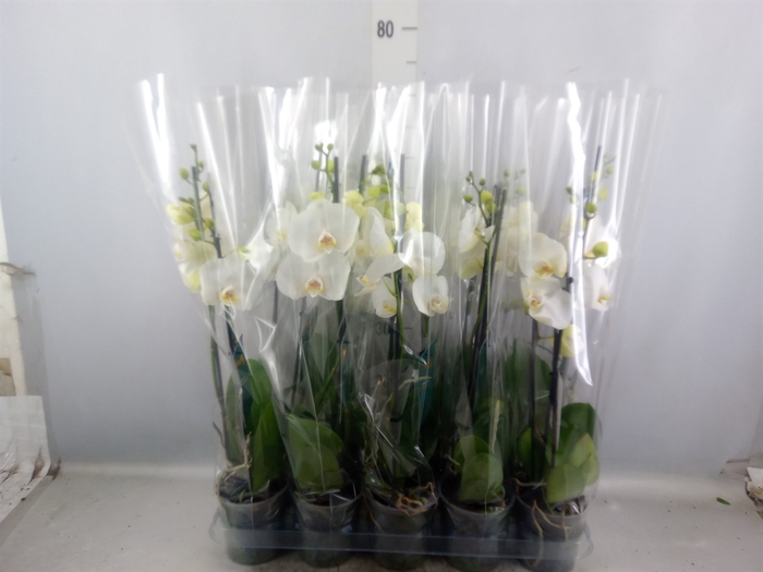 <h4>Phalaenopsis   ...</h4>