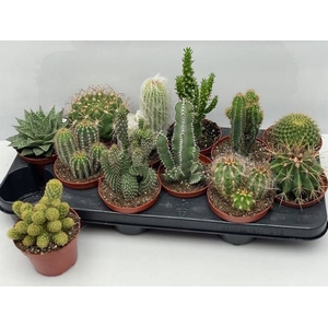 CACTUS GEM