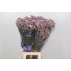 Limonium Pink Diamond