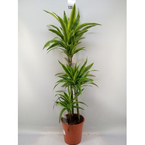 Dracaena fr de 'LemonLime'