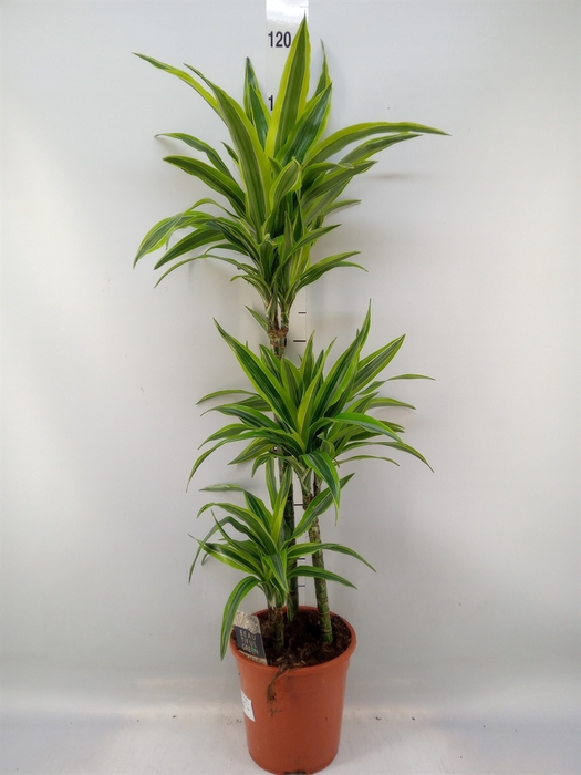 <h4>Dracaena fr de 'LemonLime'</h4>