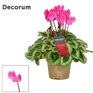 Cyclamen SS Picasso Flamed mix Cozy