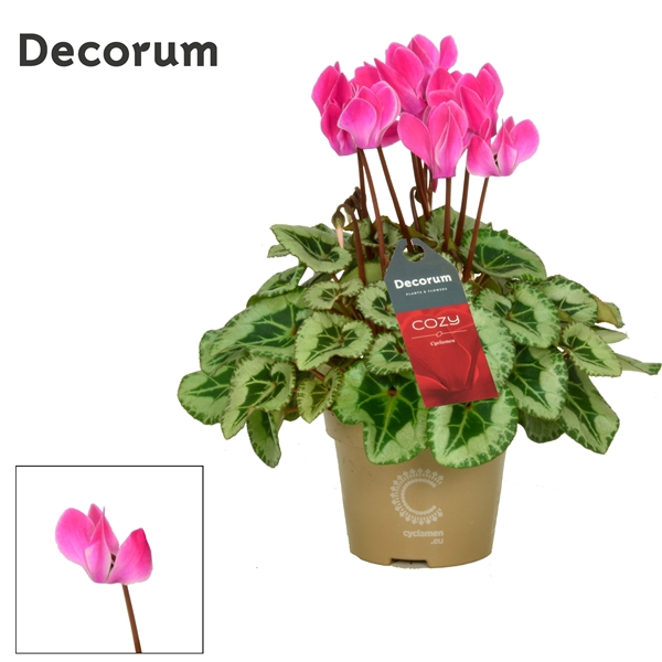 <h4>Cyclamen SS Picasso Flamed mix Cozy</h4>