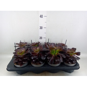 Aeonium arboreum 'Velours'