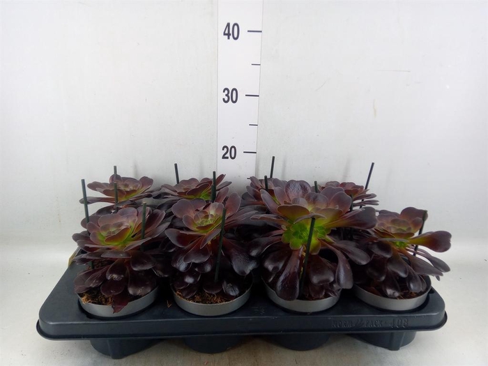 <h4>Aeonium arboreum 'Velours'</h4>