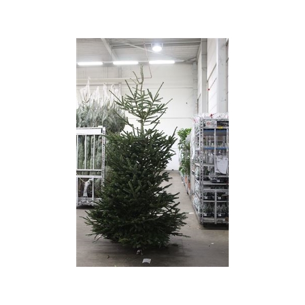 <h4>Abies Nordmanniana 260 Cm</h4>