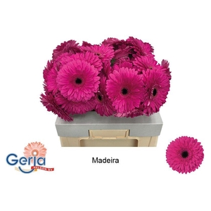 GE GR MADEIRA