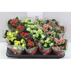 Kalanchoe Calandiva Mix