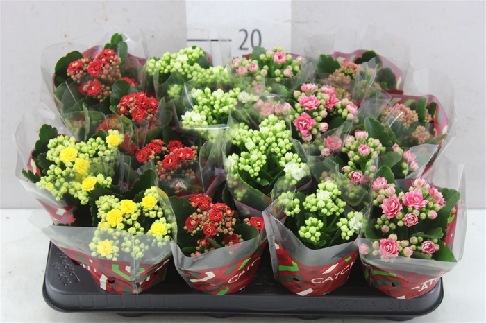 <h4>Kalanchoe Calandiva Mix</h4>