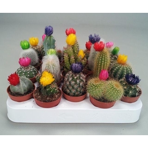 CACTUS GEM