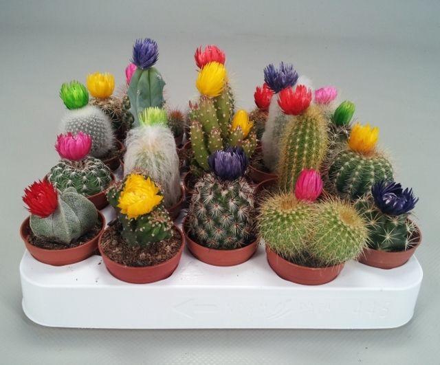 <h4>CACTUS GEM</h4>
