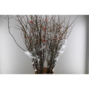 Chaenomeles Superba Ex L 150