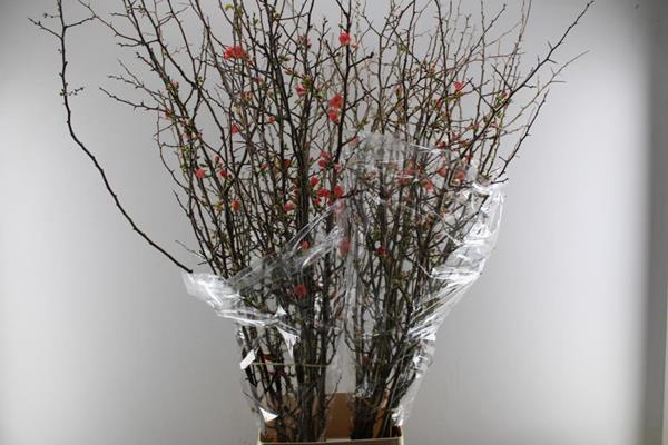 <h4>Chaenomeles Superba Ex L 150</h4>