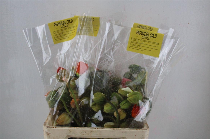 <h4>Papaver Mixed Extra P Stem</h4>