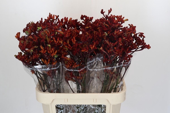 Anigozanthos Early Spring