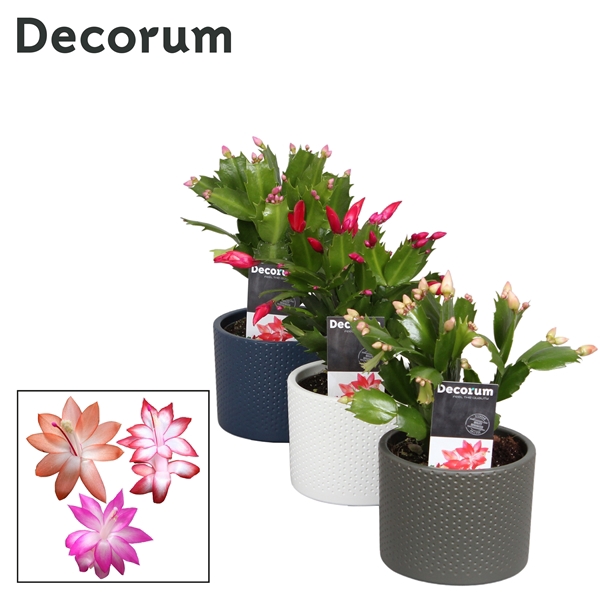 <h4>Schlumbergera - 10,5 cm - Keramiek Gemma Mix - Decorum</h4>