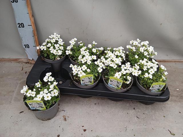 <h4>AUBR CASCADE</h4>