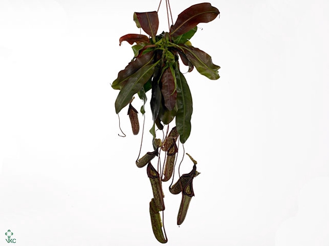 Nepenthes alata 'Miranda'
