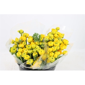 Ran Amandine Yellow Pergol