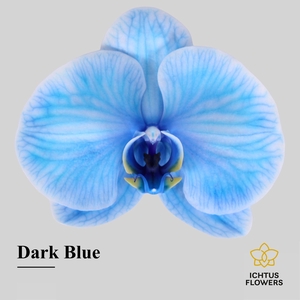Phalaenopsis