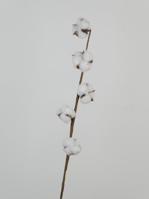 AF Cotton White 65cm 5 Balls