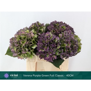 Hydr Purple Green Full Classic 40 cm Vicini