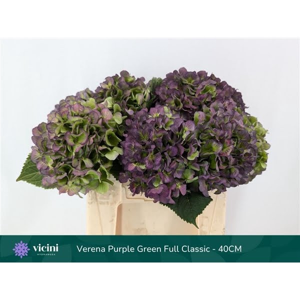 <h4>Hydr Purple Green Full Classic 40 cm Vicini</h4>