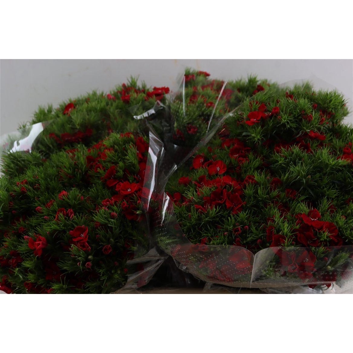 <h4>Di Barb Breanthus Amras Red</h4>