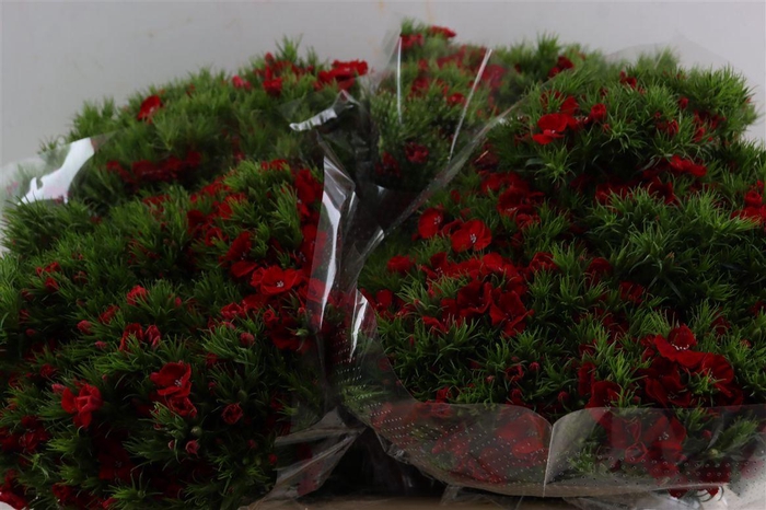 <h4>Di Barb Breanthus Amras Red</h4>