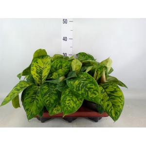 Homalomena wal. 'Camouflage'