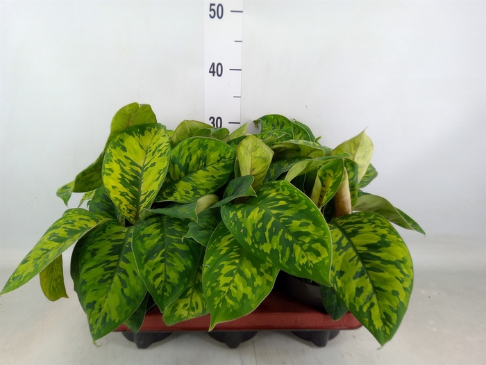 <h4>Homalomena wal. 'Camouflage'</h4>