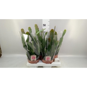 Epiphyllum anguliger