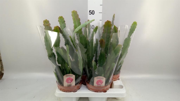 <h4>Epiphyllum anguliger</h4>