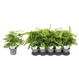 Monstera Obliqua P12