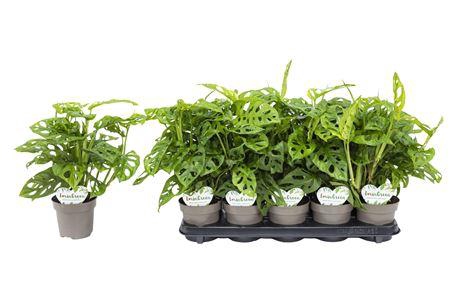 <h4>Monstera Obliqua P12</h4>