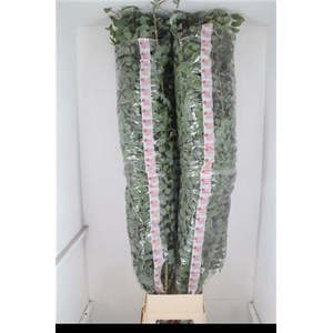 Euc Cinerea Per Stem Extra