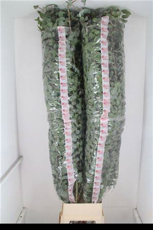 <h4>Euca Cinerea Super P Stem 200 Cm</h4>