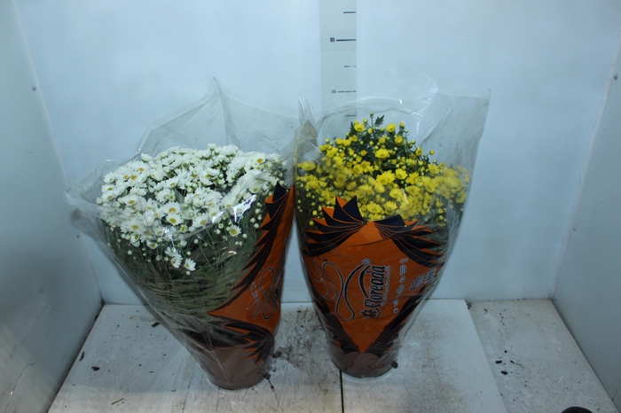 <h4>CRISANTEMO BOLA BELGA P20</h4>