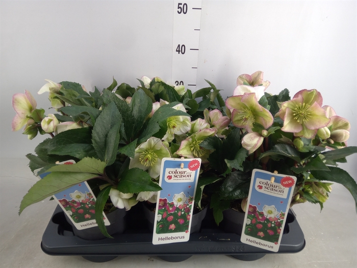 <h4>Helleborus   ...</h4>