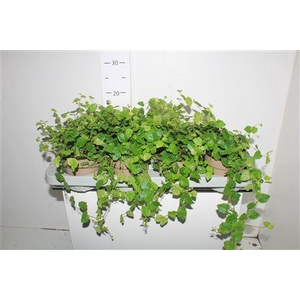 Fic Pu Green Sunny 12cm Pot