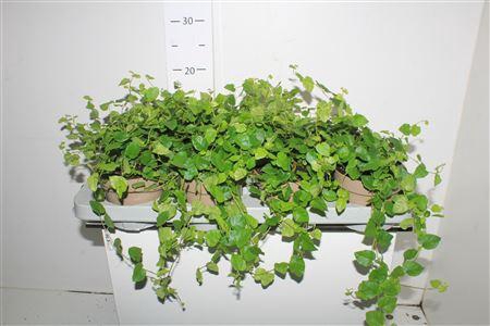 <h4>Fic Pu Green Sunny 12cm Pot</h4>