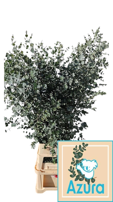 <h4>EUCA GU AZURA</h4>